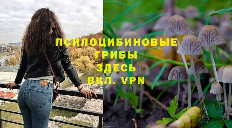 Галлюциногенные грибы Psilocybe Белоозёрский